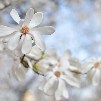 insta-magnolias