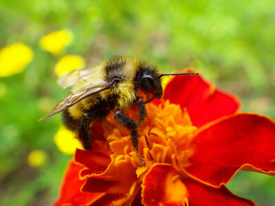 bee update sharp-WEB
