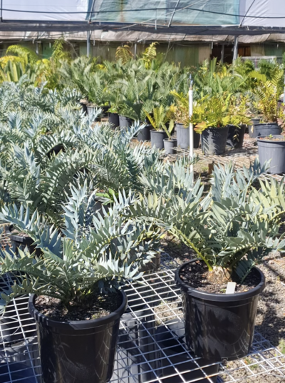 BLUE CYCAD Encephalartos horridus X arenarius