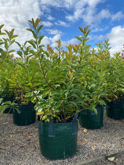 VIBURNUM EMERALD LUSTRE  Viburnum Odoratissimum 'Emerald Lustre'