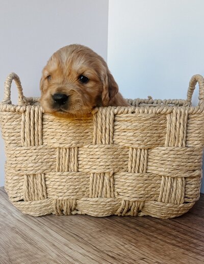 mini golden puppy at little retriever ranch in santa barbara CA