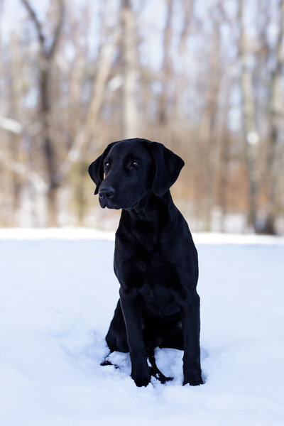Picture of Emmy