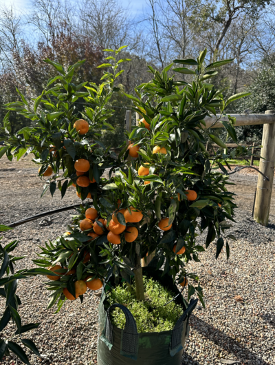 CLEMENTINE MANDARIN TREE Citrus × clementina