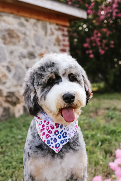Female bernedoodle puppies for sale