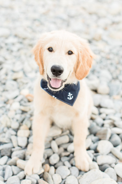 Golden Retriever Puppy wearing a nautical bandana
