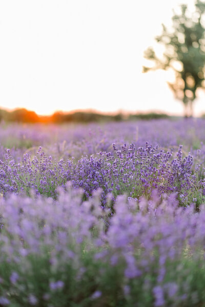 Lavender Field Sunset Photoshoot