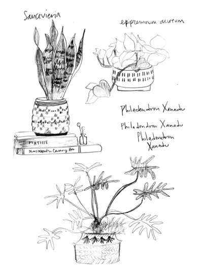 Lindsay Hine - Plants Sketch_Flow 2017
