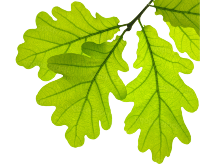 A photograph of oak tree leaves in a lush green.