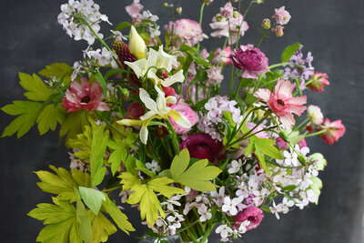 Dahlia Nathalie G - Fleuris Studio & Blooms