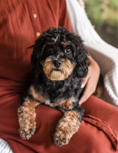 Phantom Adult Cavapoo Back and Tan