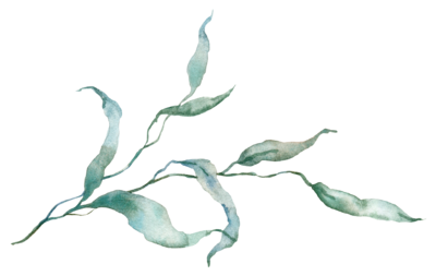 Seaweed5