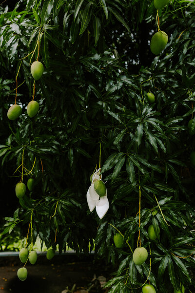 Bridal wedding day shoes hanging on mango tree
