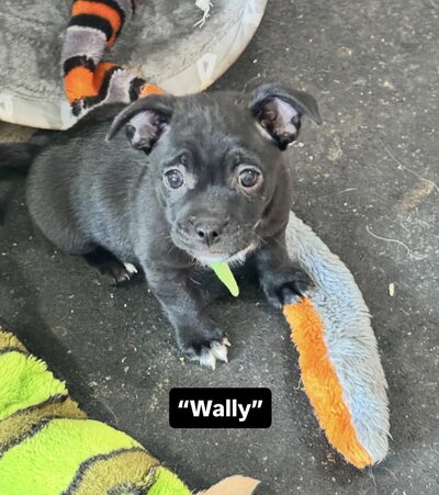 Wally