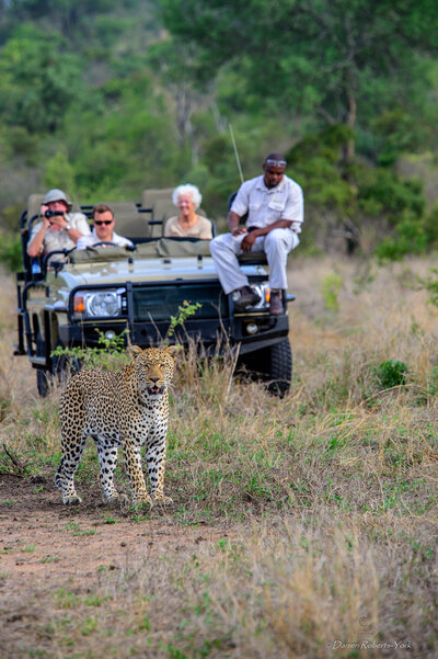 A leopard walks through tall grass in a safari setting while a group of people observe from an open-top jeep in the background.