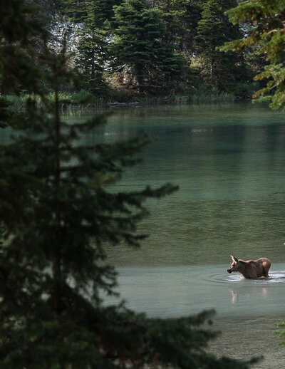 lake-josephine-elopement