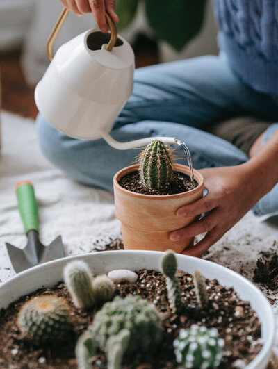 succulent-gardening-caretaking