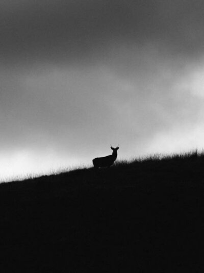 Un cerf majestueux aperçu au loin sur l’île de Jura en Écosse – un instant suspendu au cœur d’un paysage sauvage et préservé