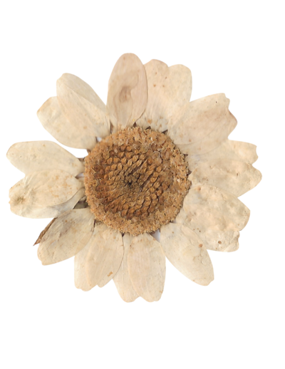 dried daisy