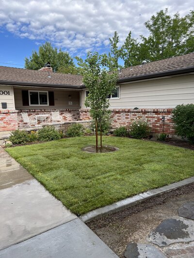 Sod trees and plants nevada