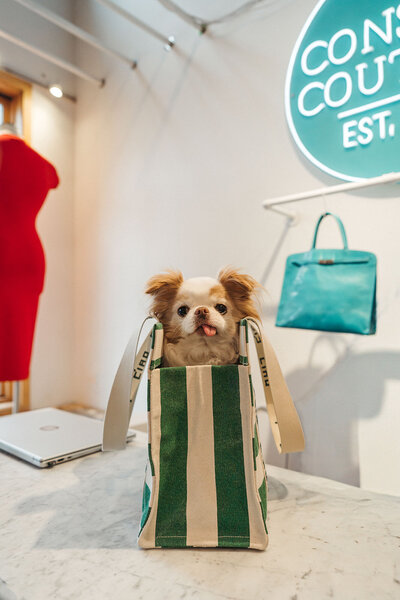 A small dog sitting with a paper bag in front of them 