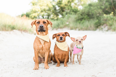 Three Rescue Dogs sitting in the sand wearing scarves