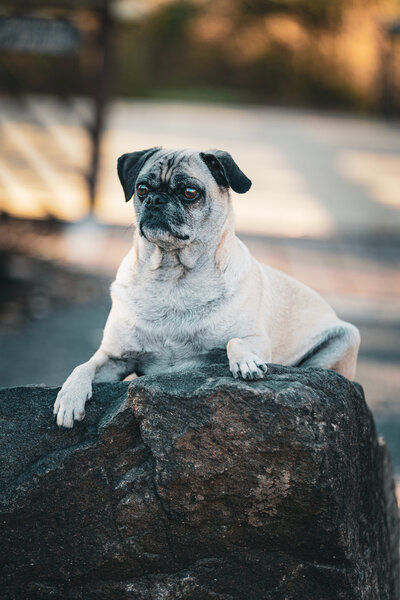 A fawn pug laying on a rock.