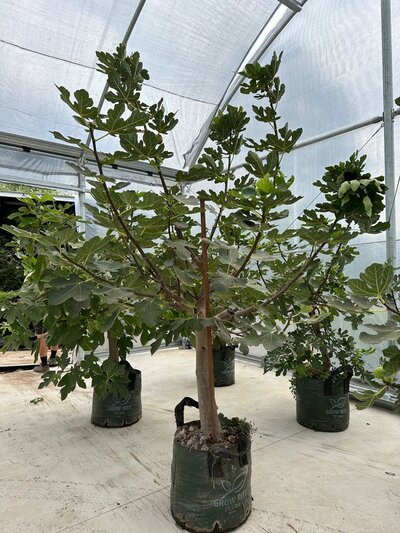 BROWN TURKEY FIG FRUIT TREE Ficus carica 'Brown Turkey'