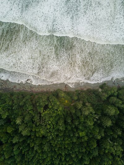 Birds eye view of the forest line meeting the beach and ocean