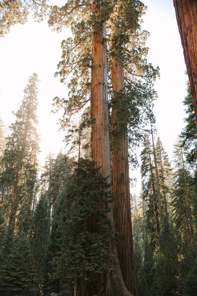 sequoia trees in yosemite national park