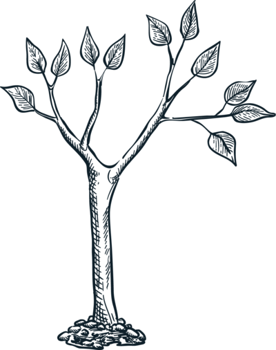 Young oak — pillar 3 mark