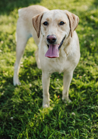 Indianapolis pet photography