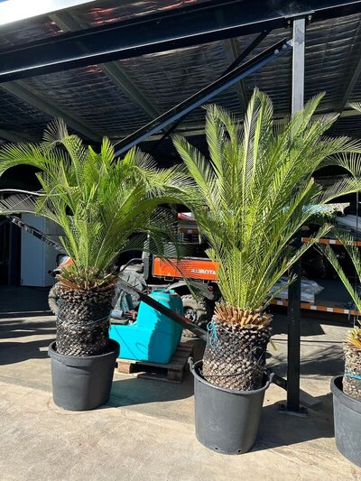 CYCAD PALM Macrozamia moorei