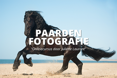 Zwart paard rennend over het strand - Juliette fotografie