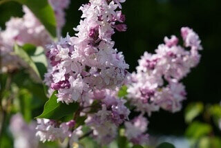 Sweetheart syringa x hyacinthiflora pink magenta heirloom lilac at North Country Lilacs nursery in Canton, New York