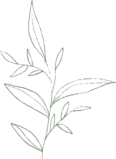 leaf illustration