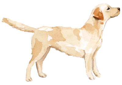 Golden Labrador Illustration