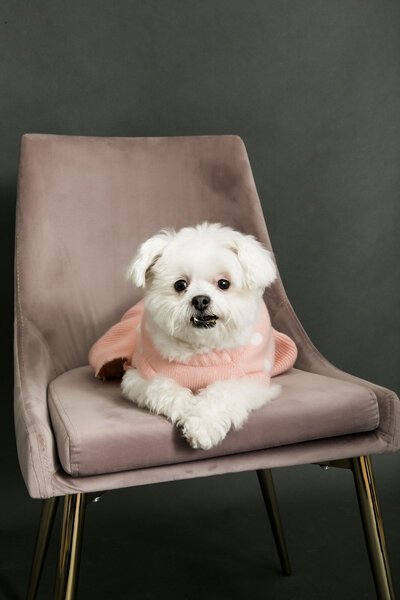 San Francisco pet photography