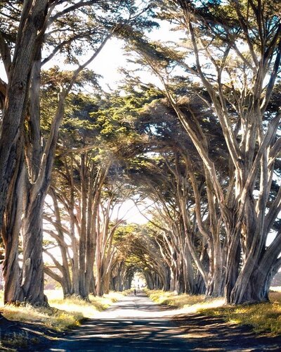 Cypress Tree Tunnel by Vanessa Burris #sanfrancisco #sf #bayarea #alwayssf #goldengatebridge #goldengate #alcatraz #california