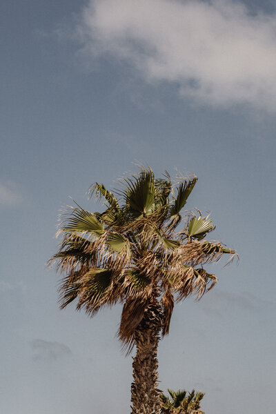 kaboompics_tropical-vibes-of-malta-a-collection-of-palms-cacti-and-succulents-perfect-for-backgrounds-31331