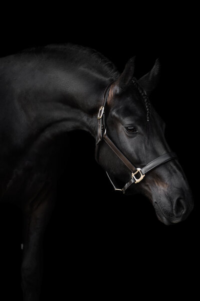 Fine-art fotografie met paard