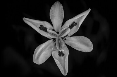 Flower Photography Print Black and White Aluminum closeup of flower title Pinwheel