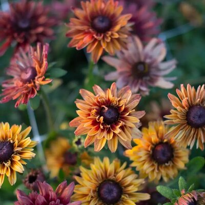 Rudbeckia is the perfect compliment to floral arrangements at our Carmel events