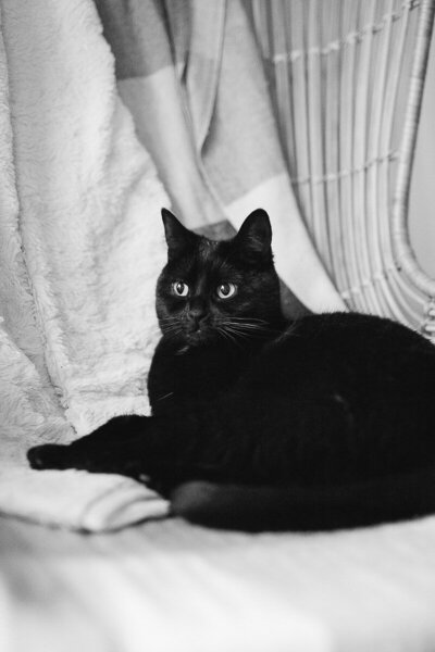 KristenKnoxPets-1