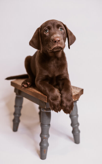 Tennessee-Labrador-Retriever-Puppie-Breeder (5)