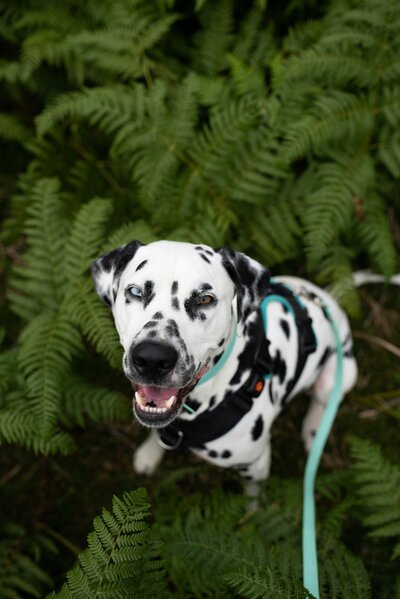 lorren-loki-sL2yHc8t17o-unsplash