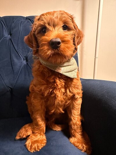 Cream Australian Labradoodle Phoebe