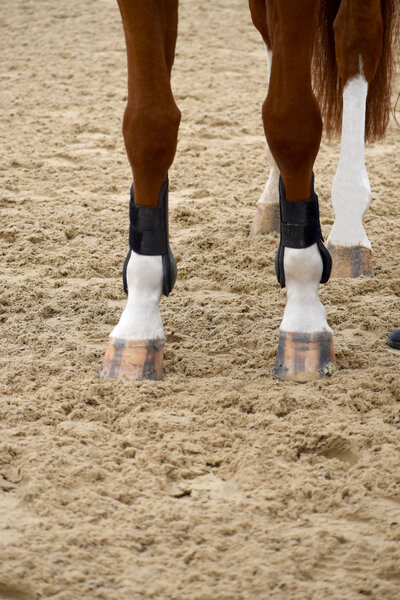 equestrian-stock-image-3