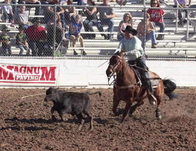 A calf roper and his horse performing.