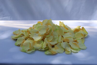 yellow rose petal fo rent