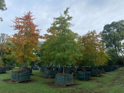 MATURE PIN OAK Quercus palustris